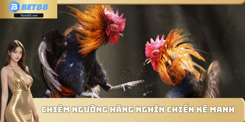 Chiêm ngưỡng hàng nghìn chiến kê mạnh