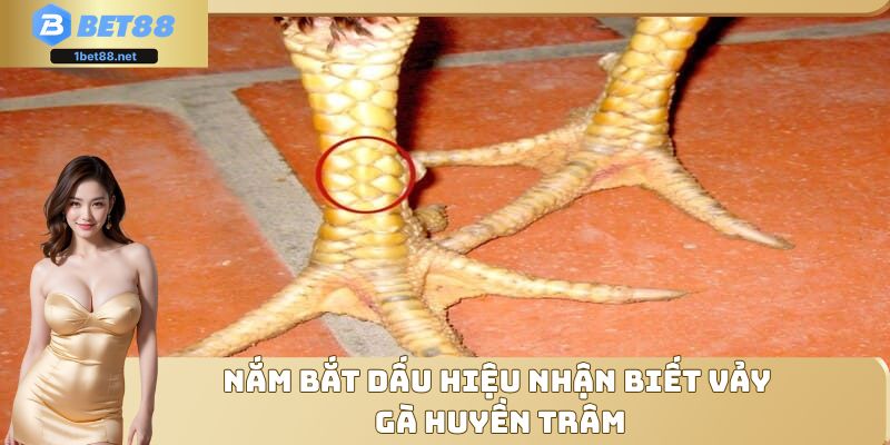 Nắm bắt dấu hiệu nhận biết vảy gà Huyền Trâm