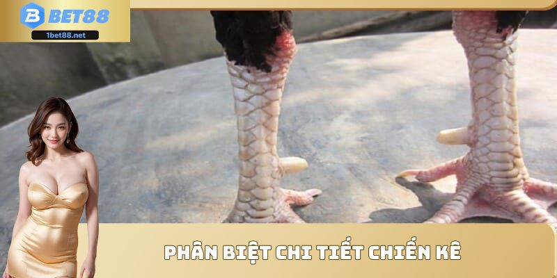 Phân biệt chi tiết chiến kê