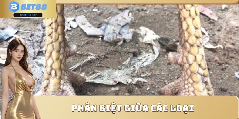 Phân biệt giữa các loại