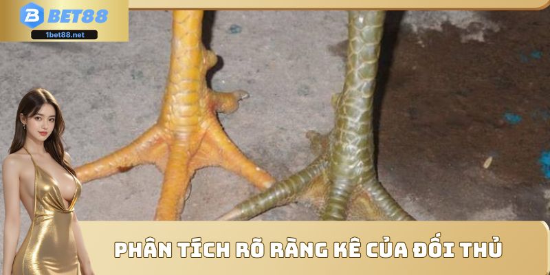 Phân tích rõ ràng gà của đối thủ