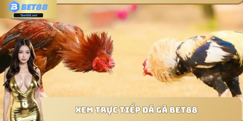 Xem trực tiếp đá gà Bet88